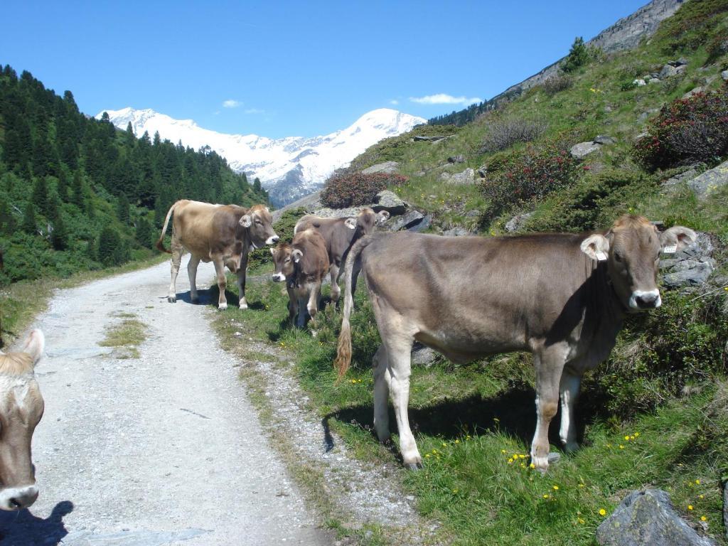Gastehaus Rieser Hotel Ried im Zillertal Ngoại thất bức ảnh
